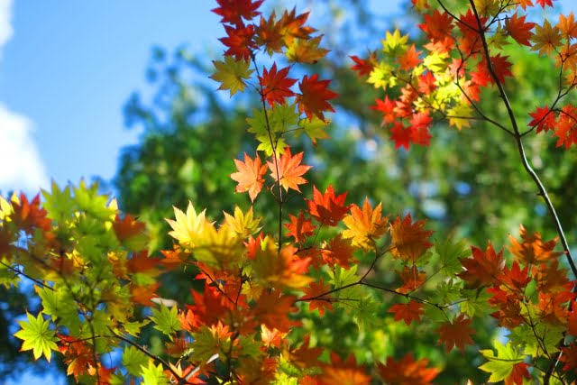 秋の色どり